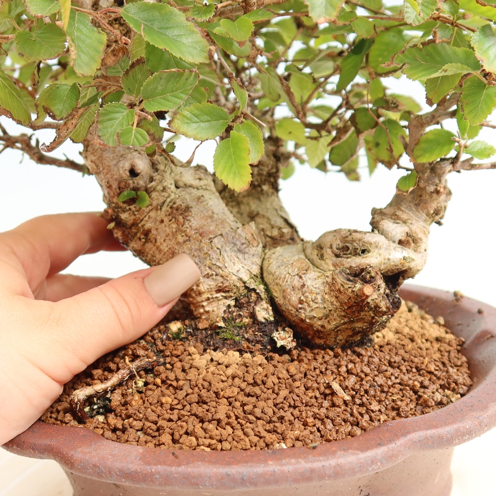 Bonsai für draußen -Carpinus CARPINOIDES - Koreanische Hainbuche