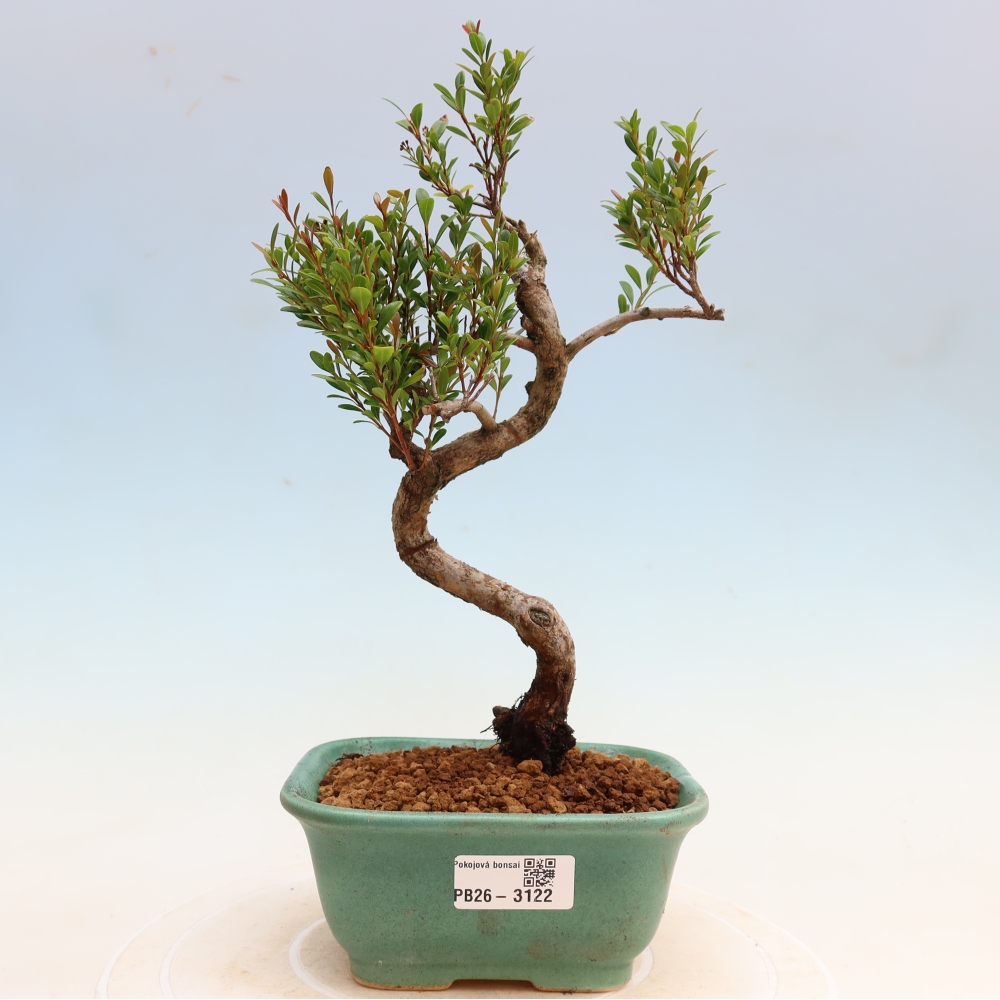 Zimmer Bonsai - Syzygium - Piment