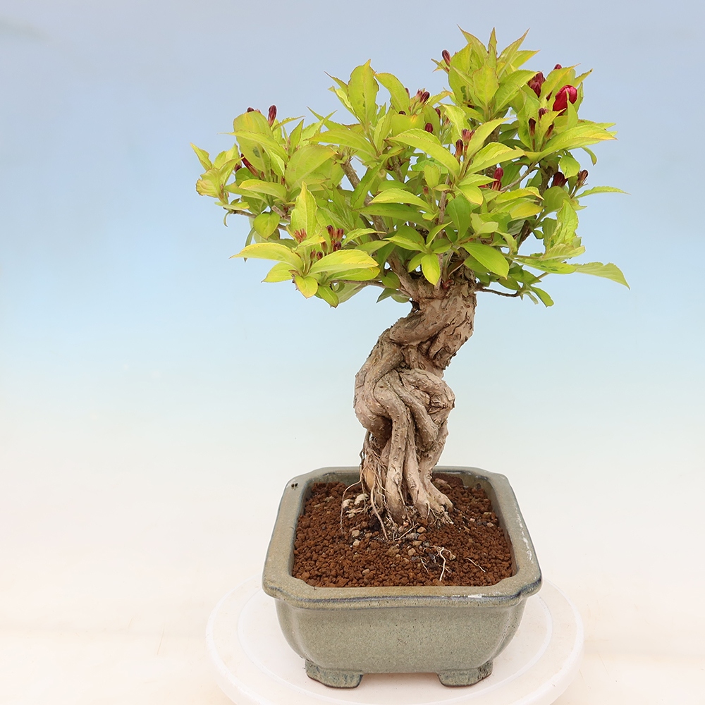 Freiland-Bonsai – Weigela subsessilis – Koreanische Weigela