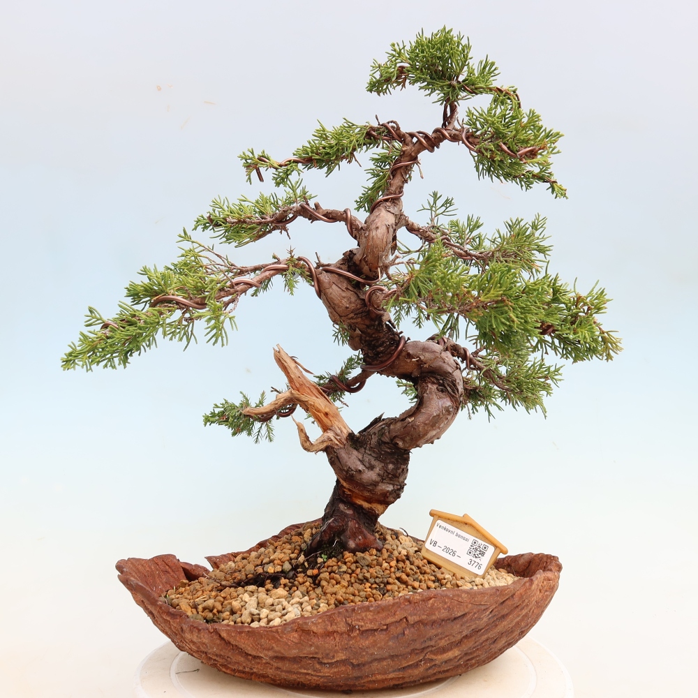 Bonsai für draußen - Juniperus chinensis Itoigawa-Juniperus chinensis