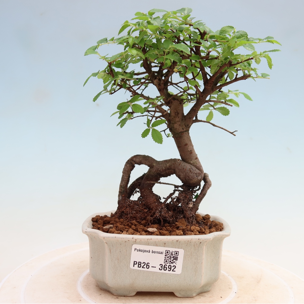 Zimmerbonsai - Ulmus parvifolia - Kleinblättrige Ulme