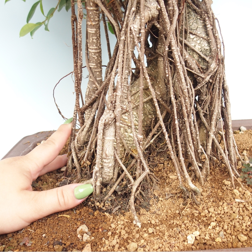Zimmerbonsai - Ficus kimmen - kleinblättriger Ficus - NUR PERSÖNLICHE ABHOLUNG oder Palettentransport