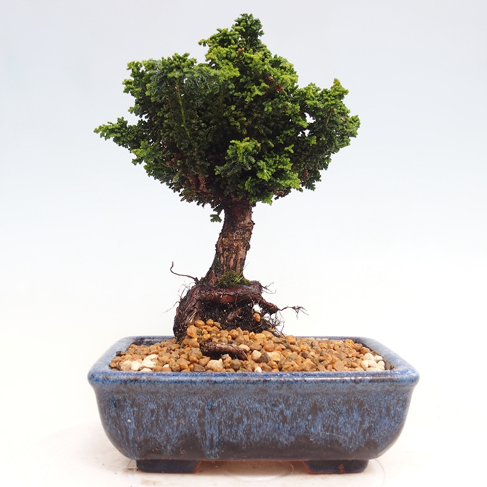 Bonsai im Freien - Cham. obtusa SEKKA HINOKI - Zypresse