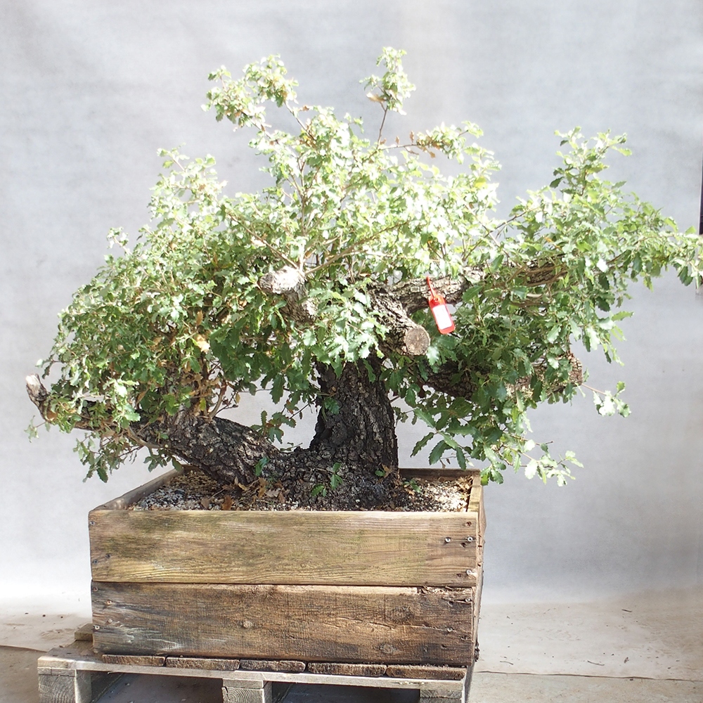 Freilandbonsai Quercus Cerris - Eiche Cer