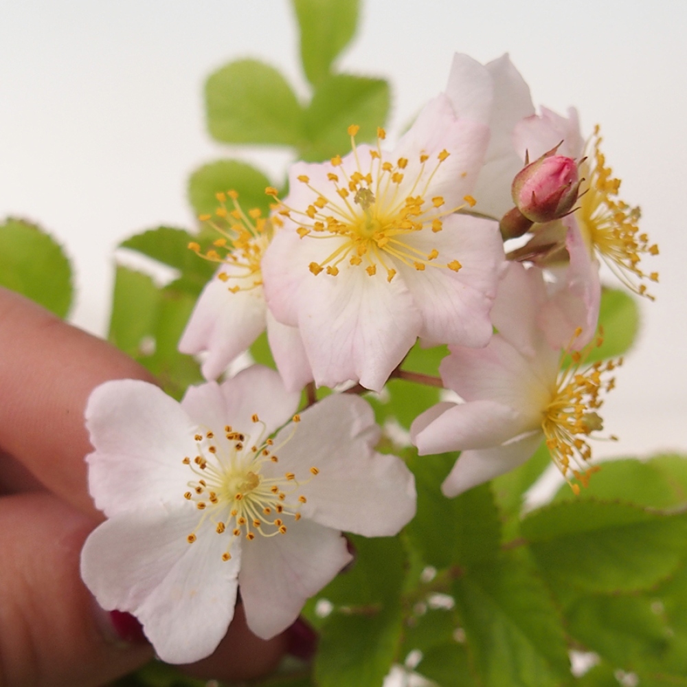 Freilandbonsai - Rosa sp. - kleinblumige Rose