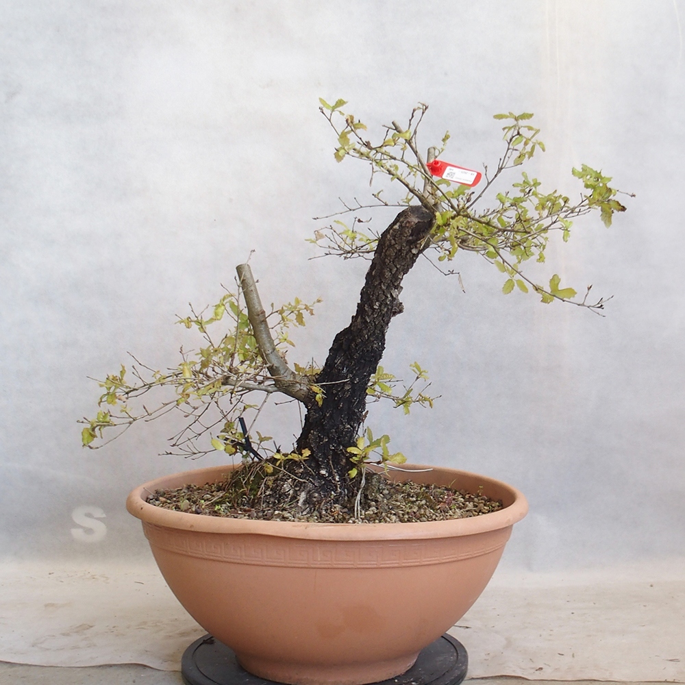 Freilandbonsai Quercus Cerris - Eiche Cer