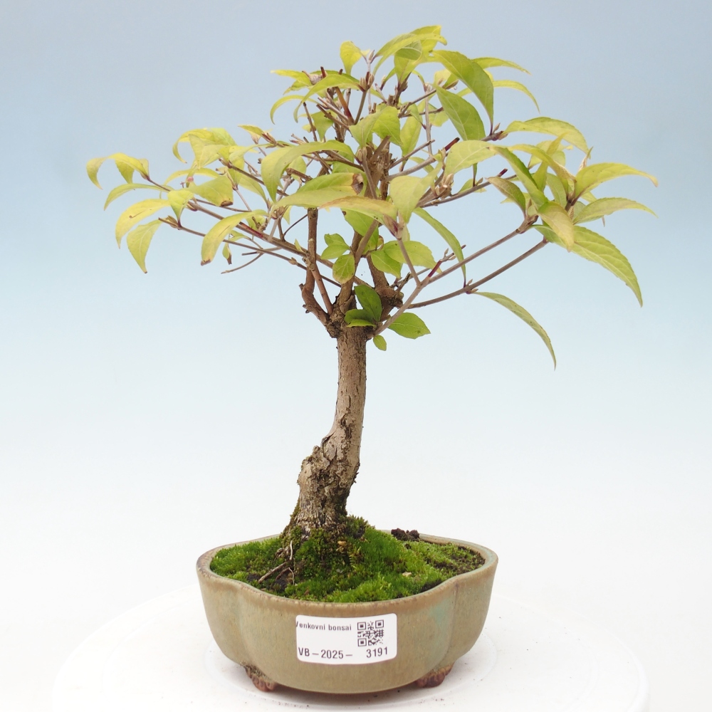 Bonsai im Freien - wunderschöne Pflanze - Callicarpa japonica