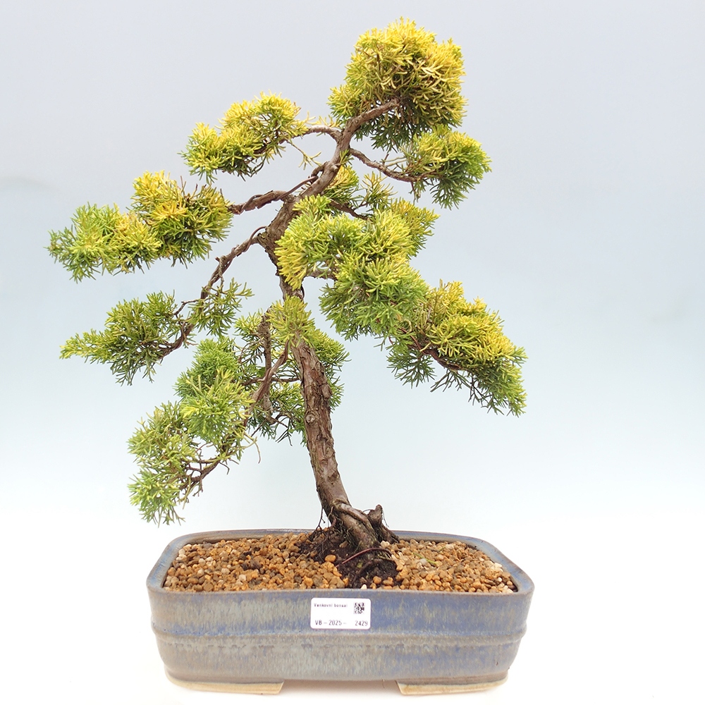 Bonsai im Freien - Juniperus chinensis plumosa aurea - Chinesischer Goldwacholder