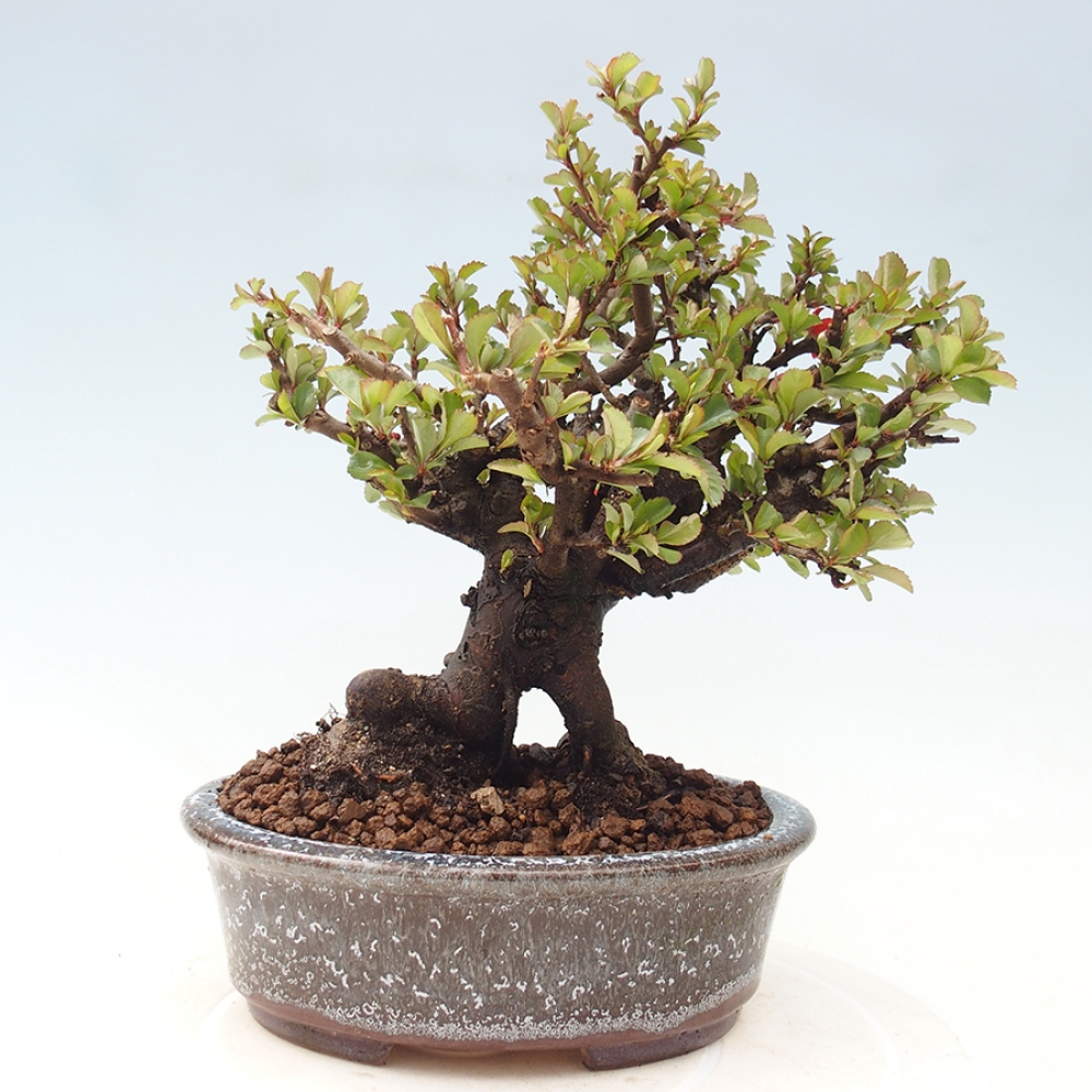 Bonsai für draußen - Chaneomeles speciosa - Quitte