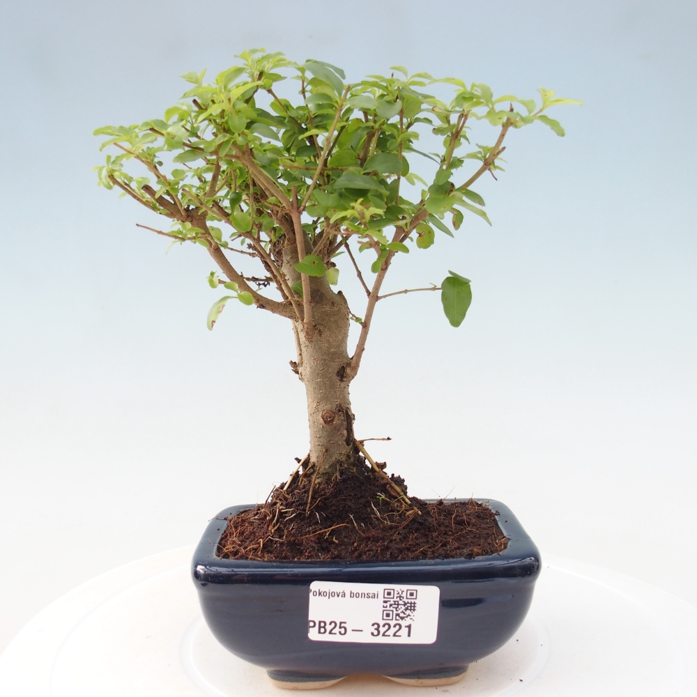 Zimmer Bonsai -Ligustrum chinensis - Vogelschnabel
