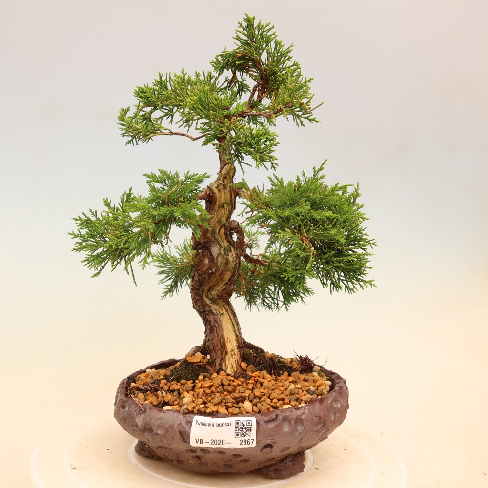 Bonsai für draußen - Juniperus chinensis Itoigawa