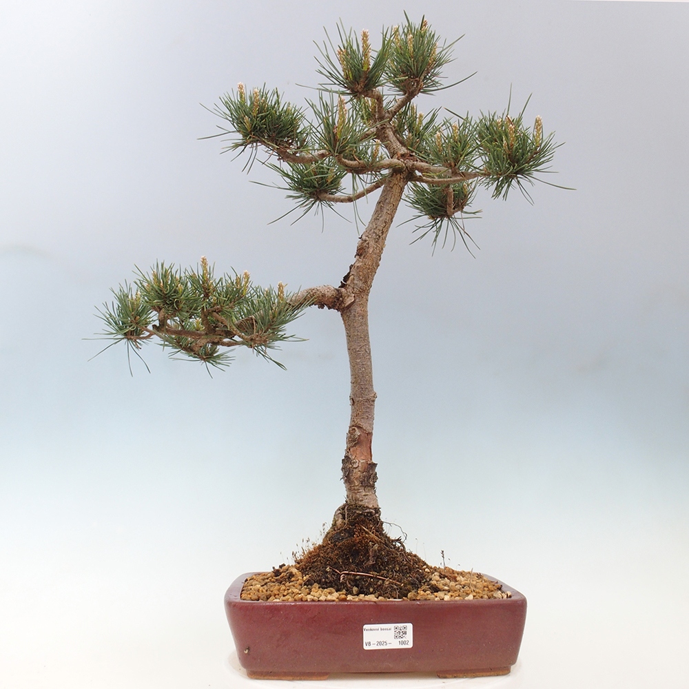Bonsai im Freien - Pinus Sylvestris - Waldkiefer