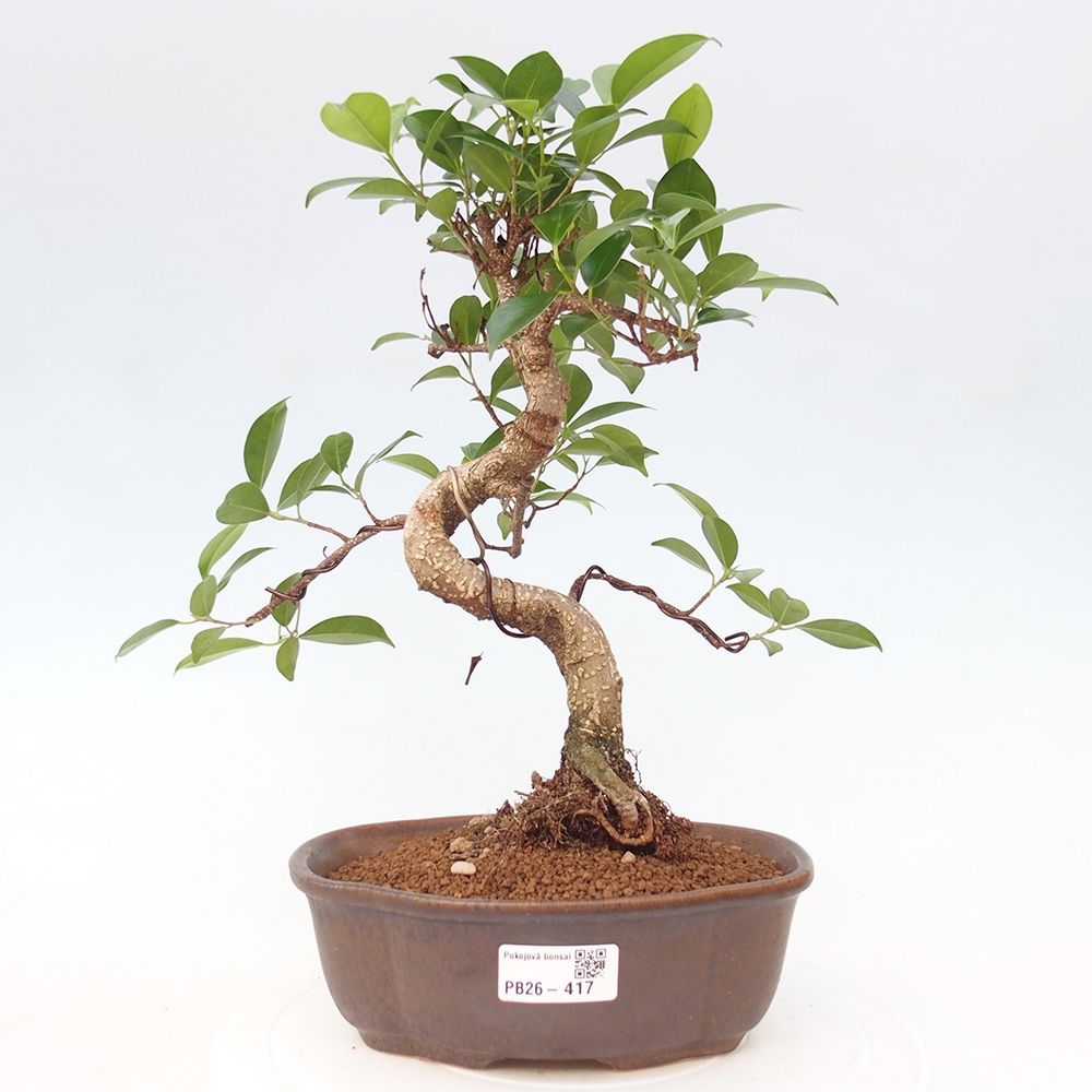 Zimmerbonsai - Ficus retusa - Kleinblättriger Ficus