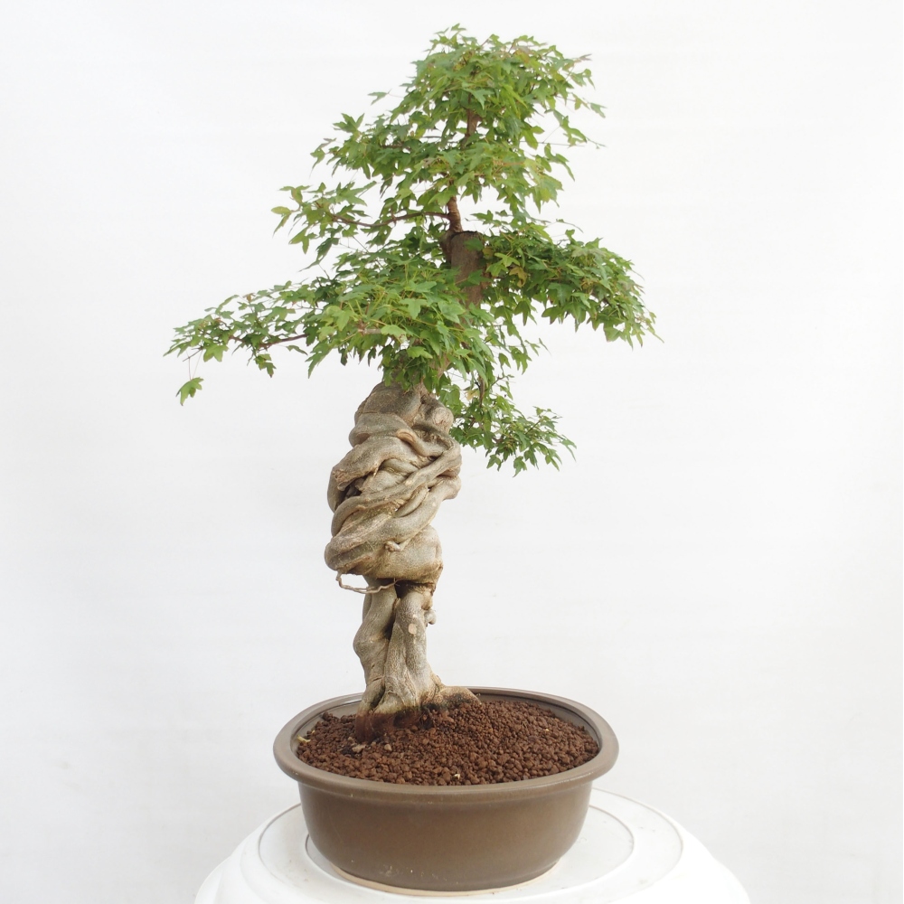 Bonsai im Freien - Ahorn Buergerianum - Burger Maple