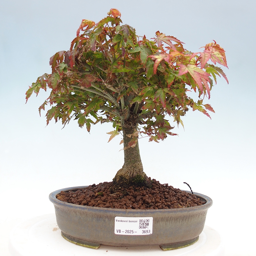 Acer palmatum KIOHIME - Palmetto-Ahorn