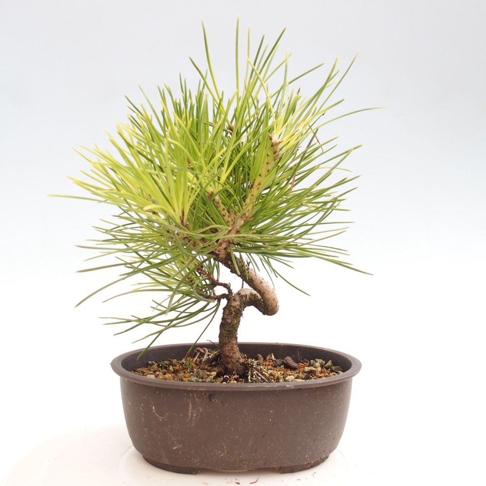 Bonsai im Freien - Pinus thunbergii - Thunbergia-Kiefer