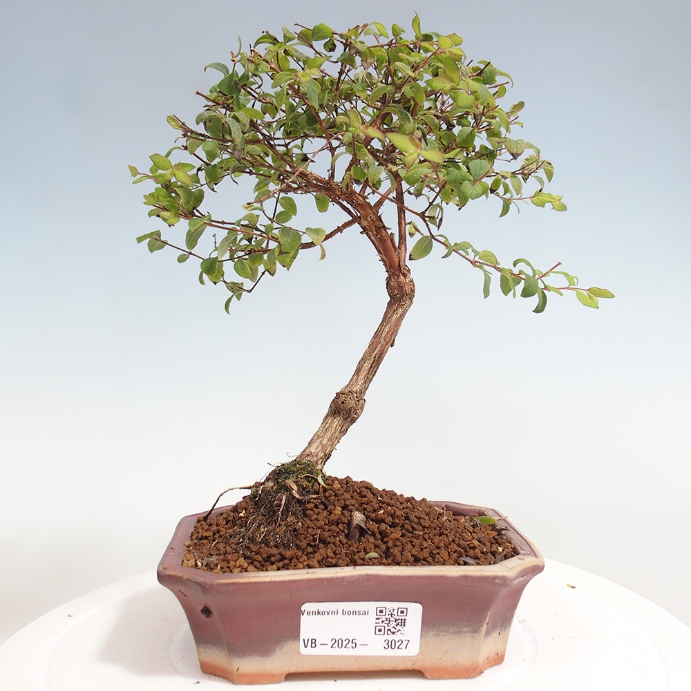 Bonsai im Freien - Symphoricarpos d. Mother Pearl  - Gedenkbaum