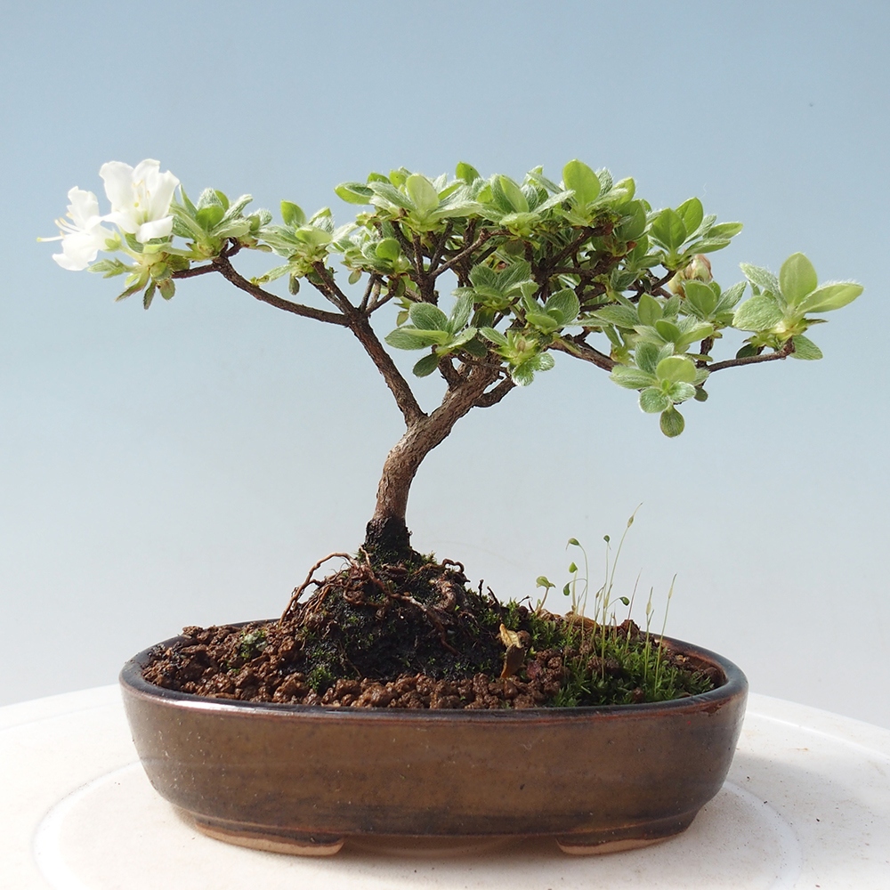 Outdoor-Bonsai - Rododendron indicum - Japanische Azalee