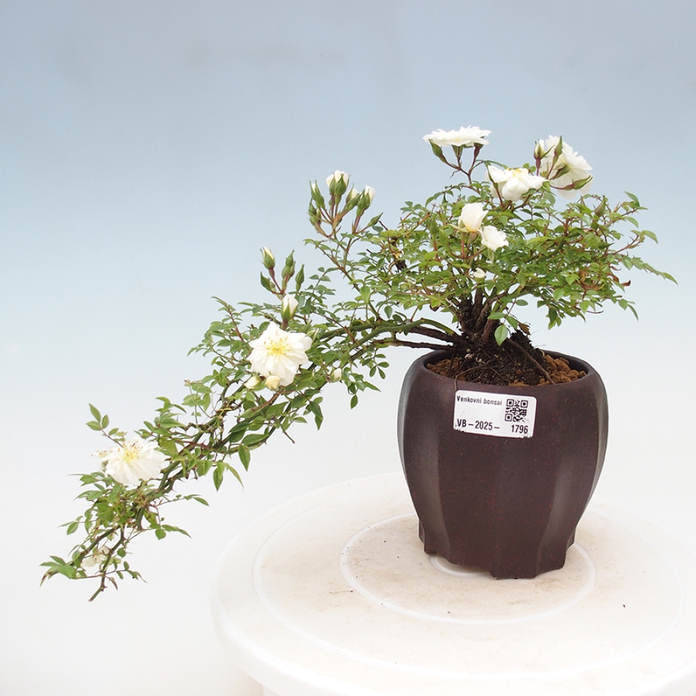 Freilandbonsai - Rosa Sea Foam -  Rose