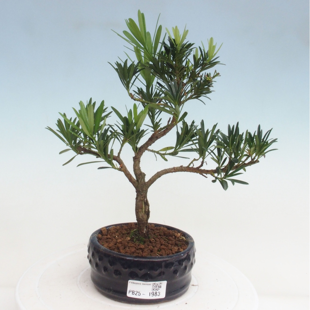 Indoor-Bonsai - Podocarpus - Stein tausend