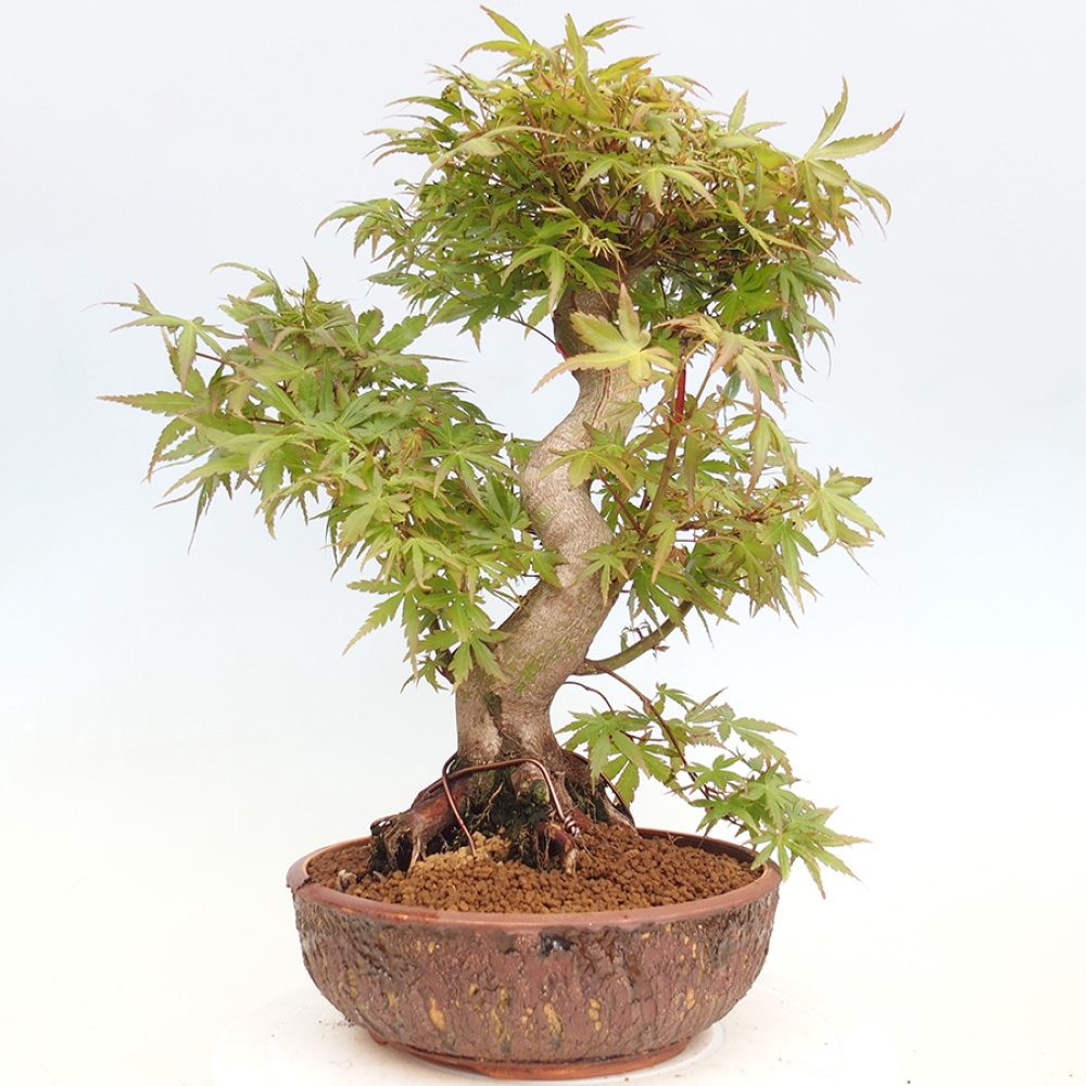Bonsai im Freien - Acer palmatum - Auburn Ahorn