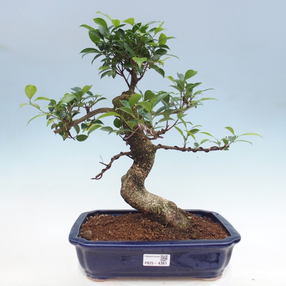 Zimmerbonsai - Ficus kimmen - Kleinblättriger Ficus