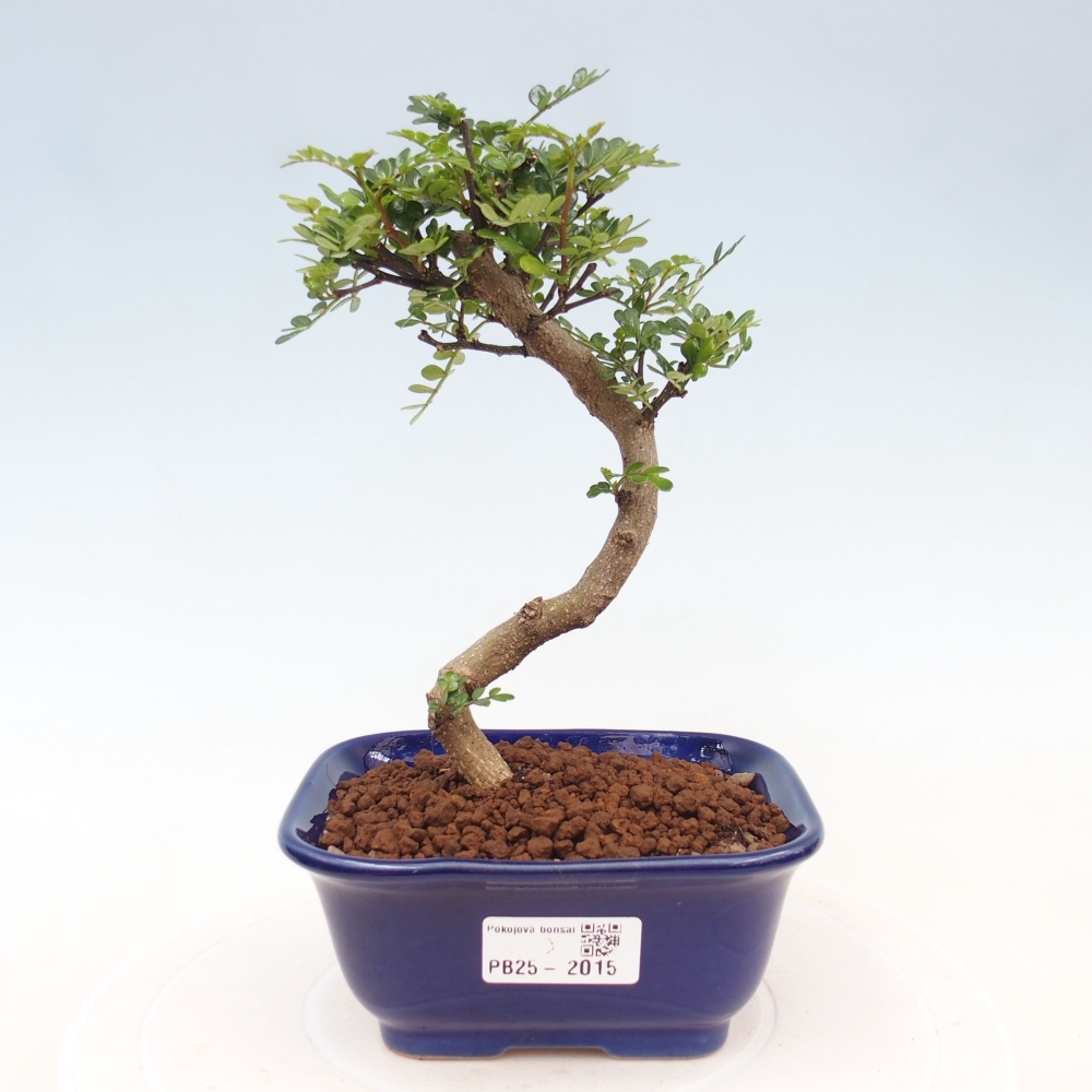 Indoor-Bonsai - Zantoxylum piperitum - Pfefferminze