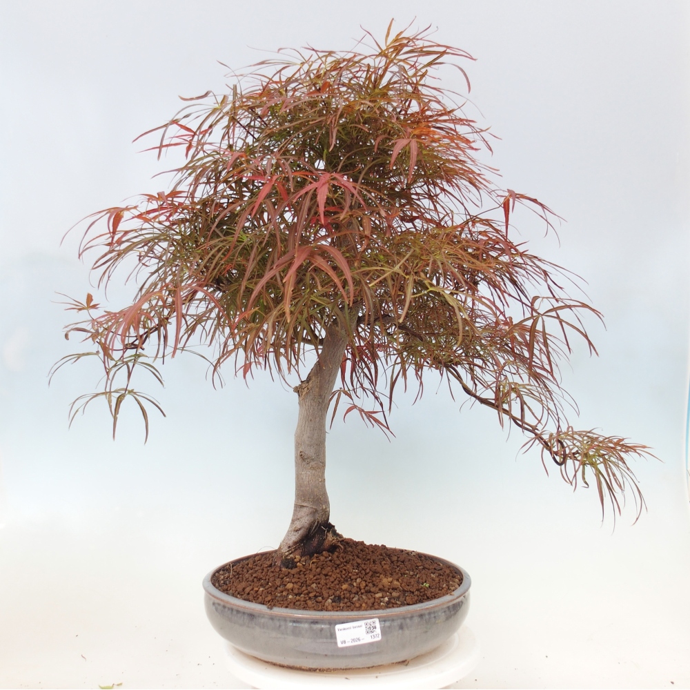 Bonsai für draußen - Acer palmatum RED PYGMY