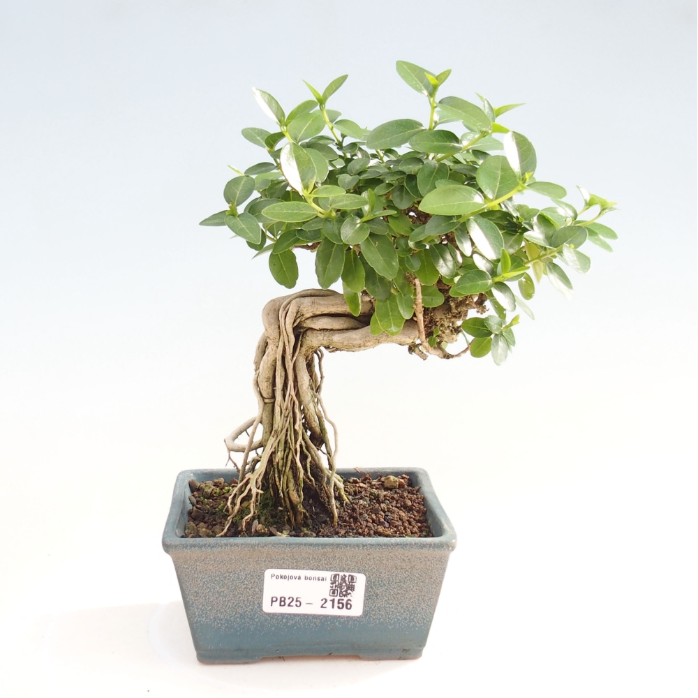 Zimmerbonsai - Premna serratifolia - Kozlovon kleinblättrig