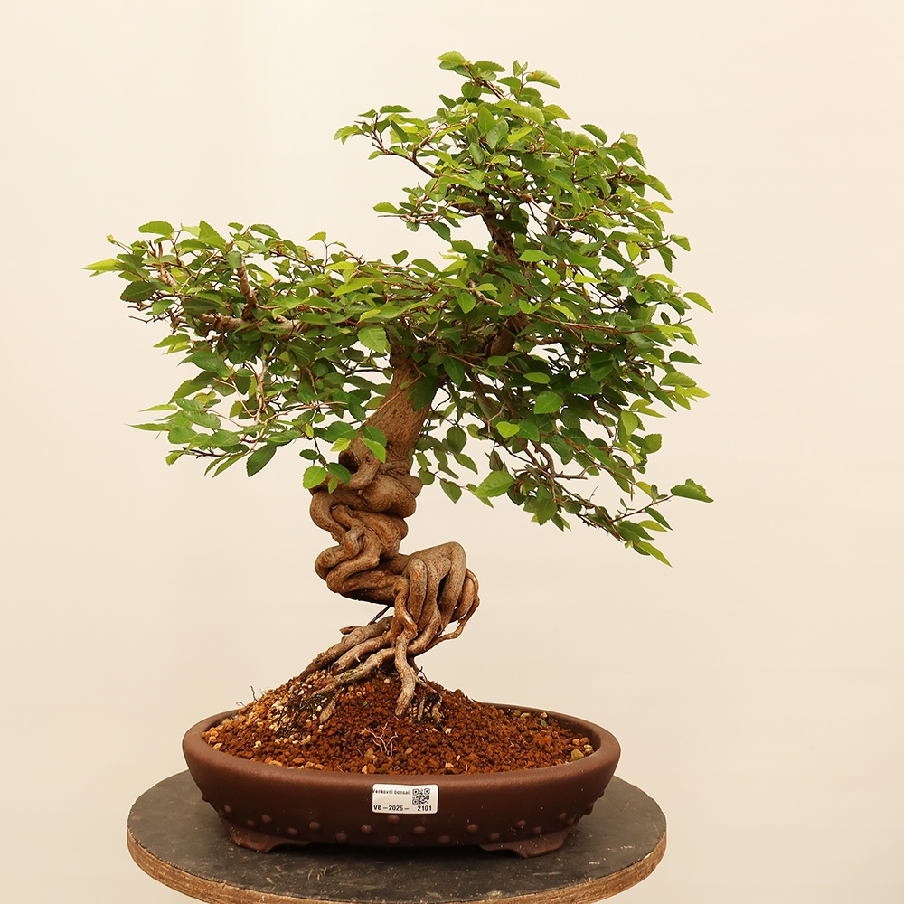 Bonsai im Freien - Carpinus Coreana - Koreanische Hainbuche