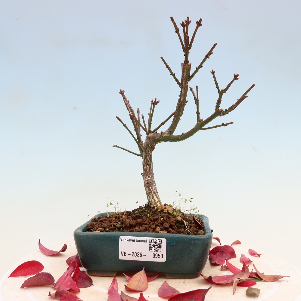 Bonsai für den Außenbereich – Euonymus alatus comactus – Flügel-Spindelstrauch
