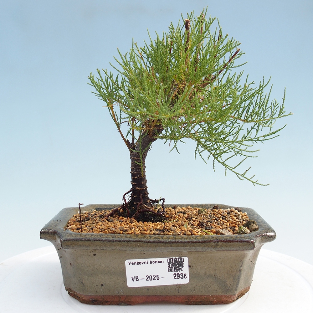 Bonsai im Freien - Tamarix - Tamarix