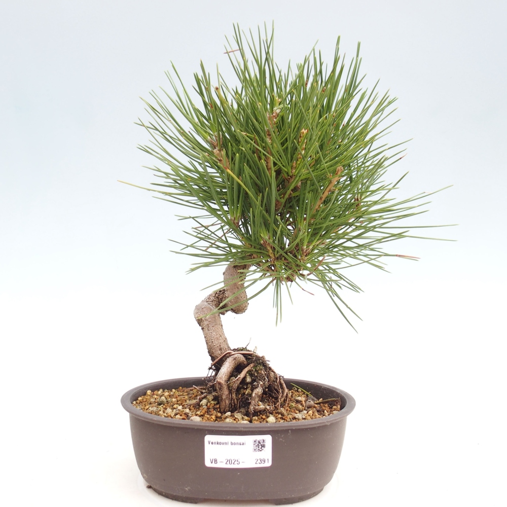Bonsai im Freien - Pinus thunbergii - Thunbergia-Kiefer