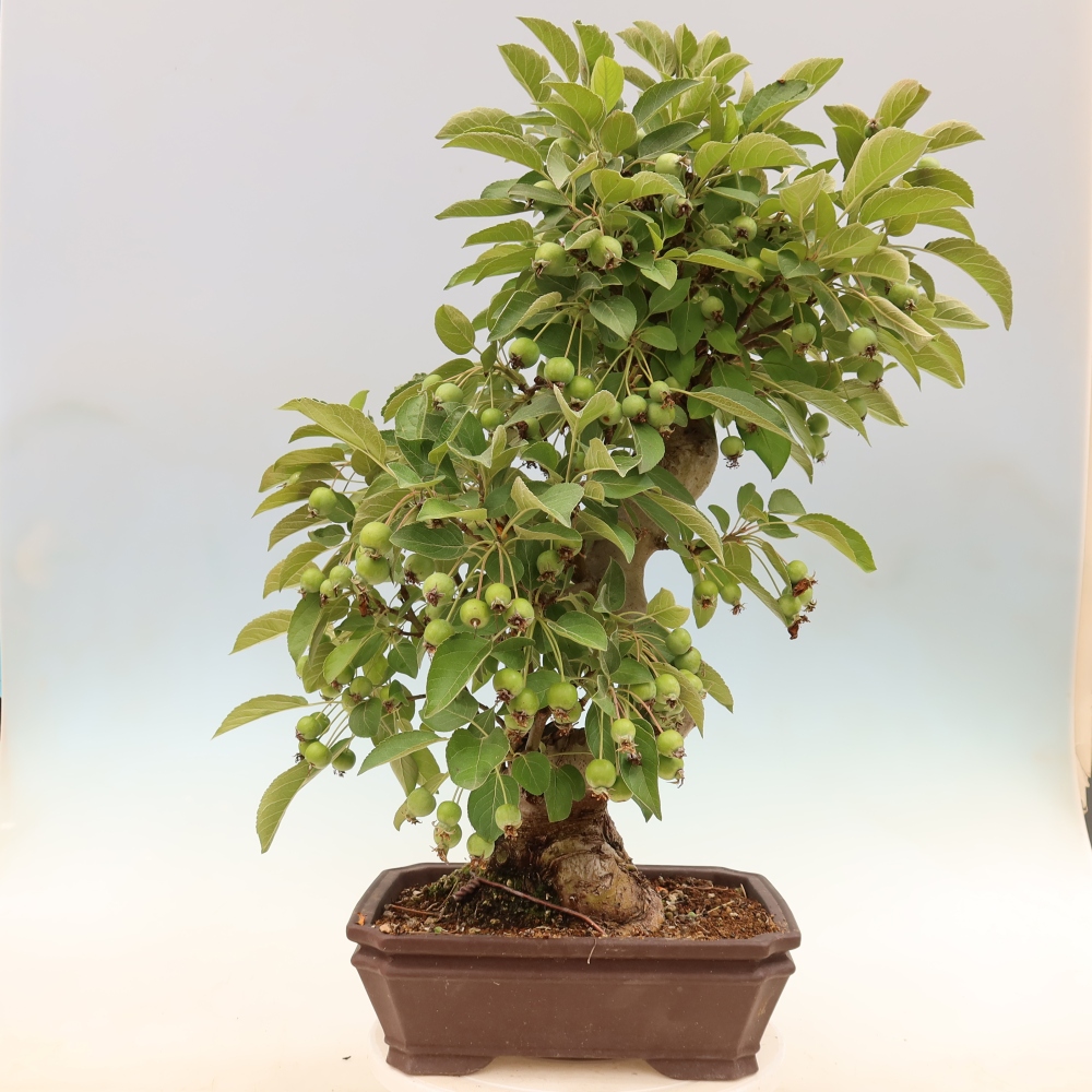 Outdoor-Bonsai -Malus halliana - Kleinfrüchtiger Apfelbaum