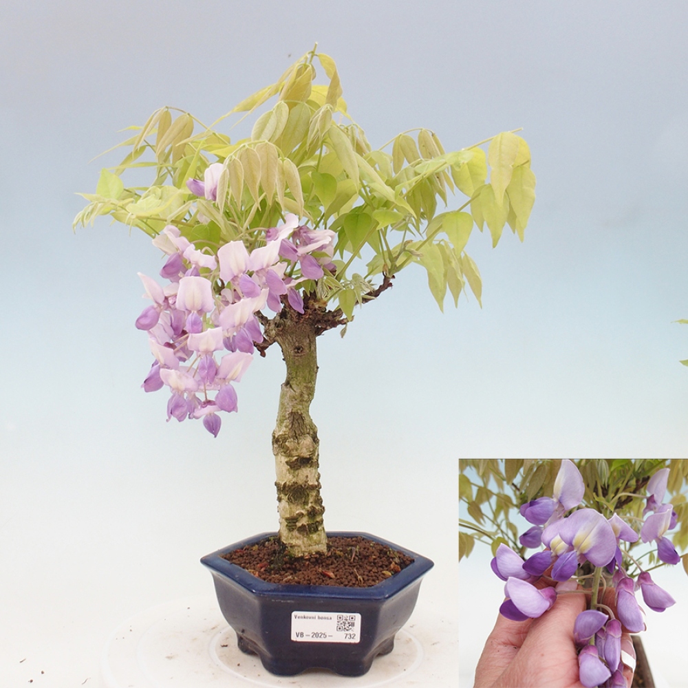 Bonsai im Freien - Wisteria floribunda - Wisteria floribunda