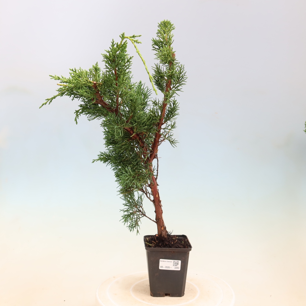 Bonsai für draußen - Juniperus chinensis Kishu