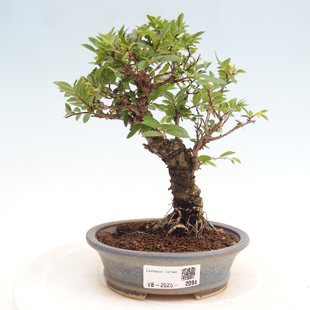 Bonsai im Freien - Zelkova - Zelkova NIRE