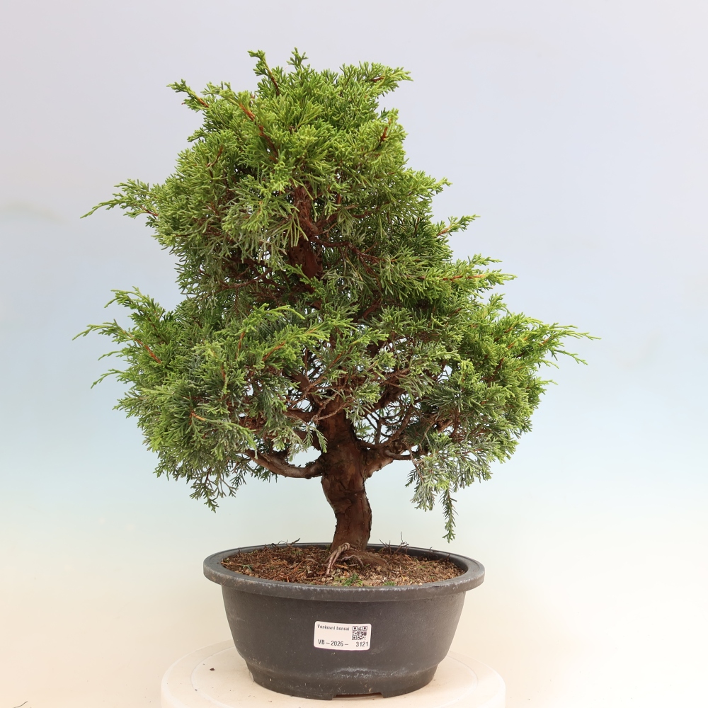 Bonsai für draußen - Juniperus chinensis Itoigawa-Juniperus chinensis