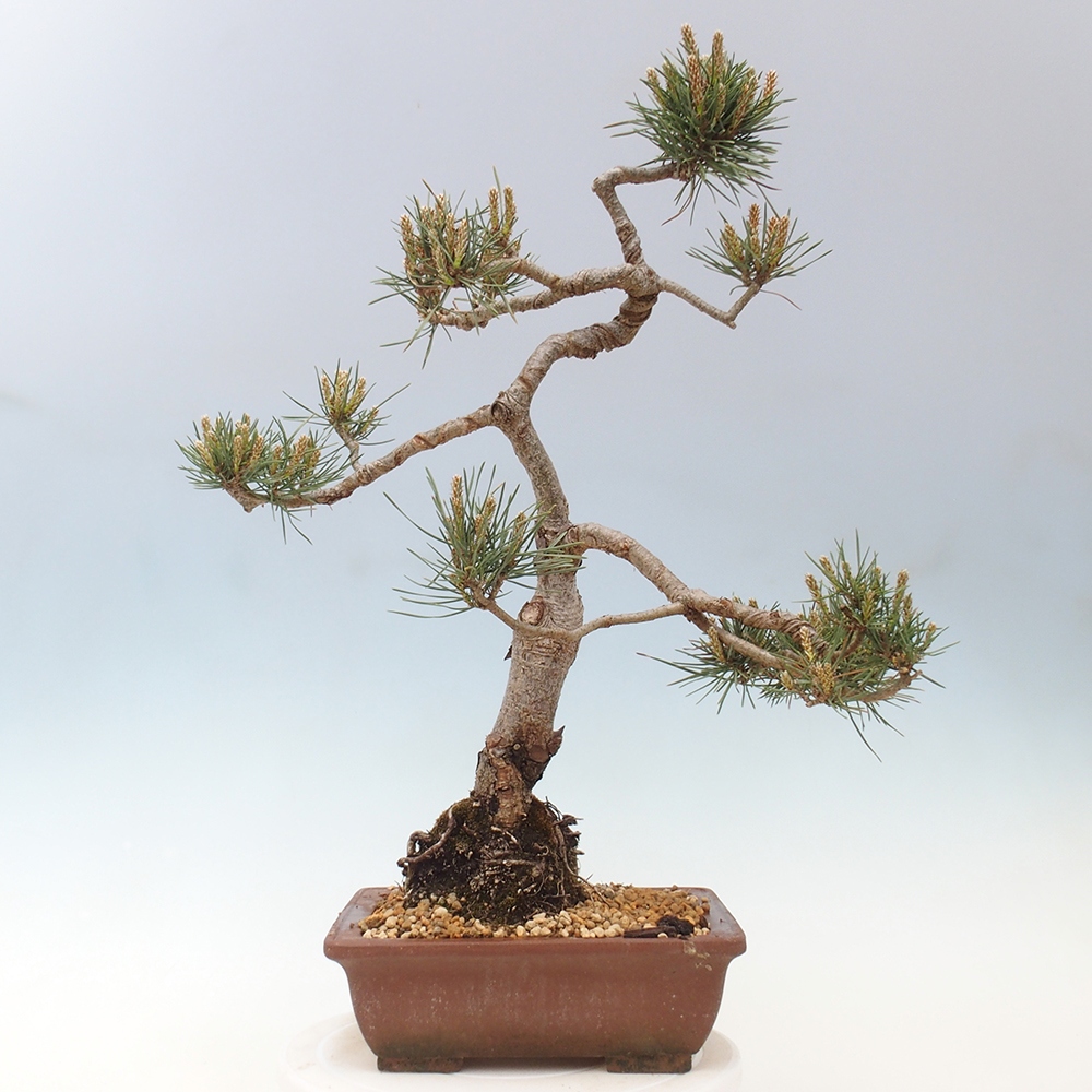 Bonsai im Freien - Pinus Sylvestris - Waldkiefer