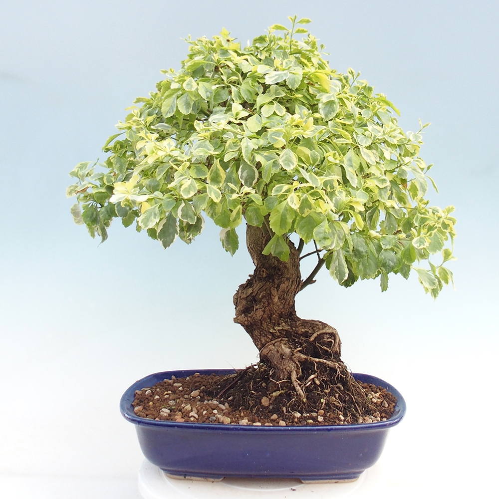 Zimmerbonsai - Duranta variegata