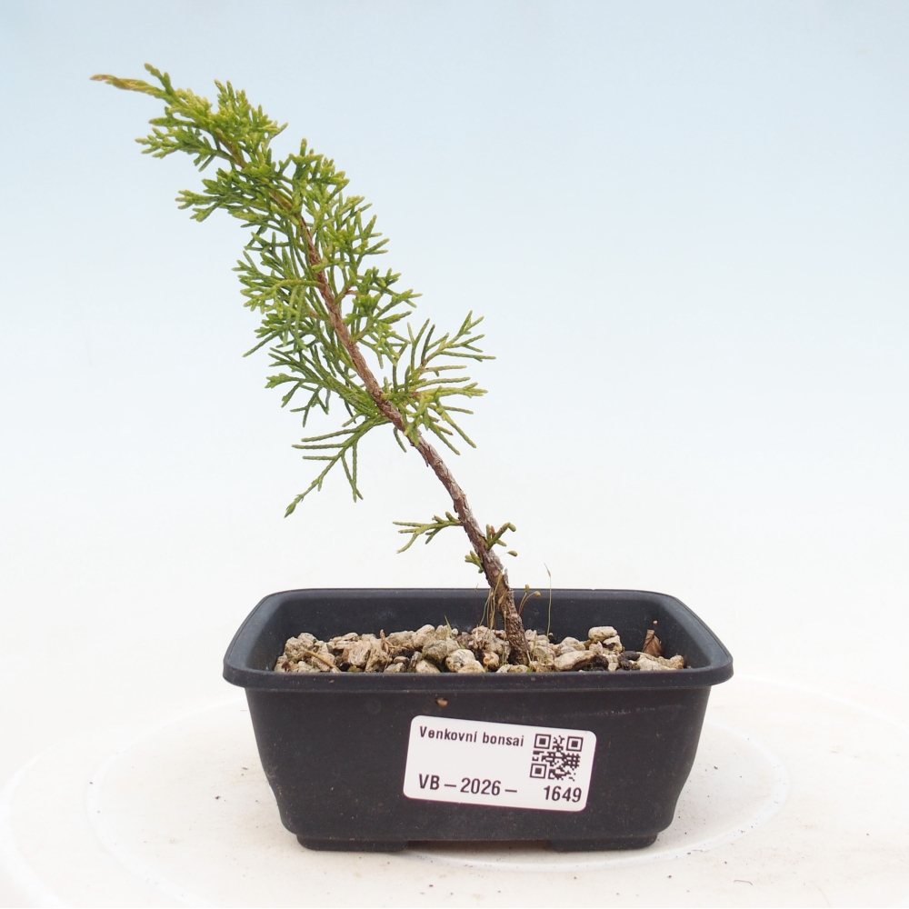 Bonsai für draußen - Juniperus chinensis Itoigawa