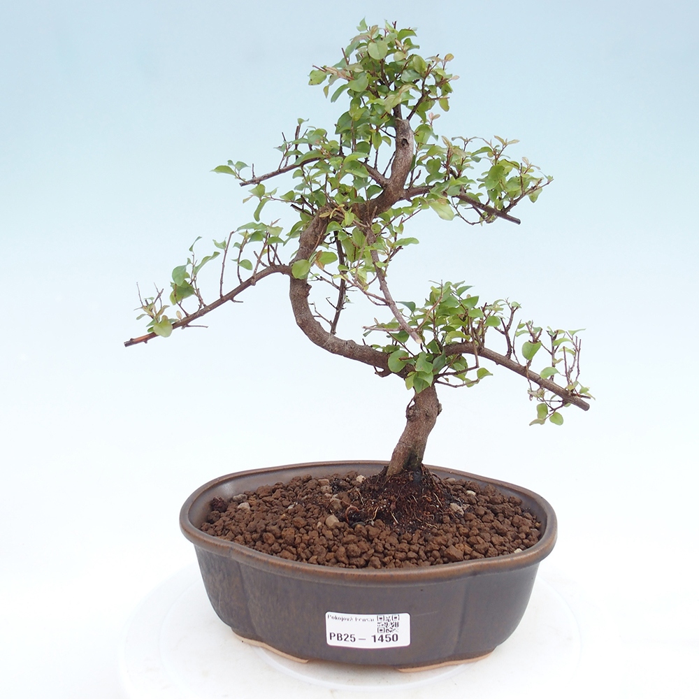 Zimmerbonsai - Sagerécie thea - Sagerécie thea