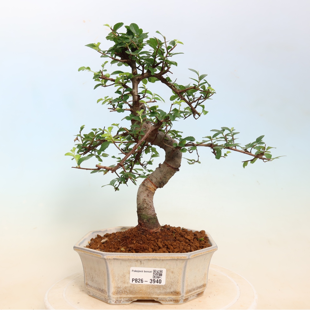 Zimmerbonsai - Ulmus parvifolia - Kleinblättrige Ulme