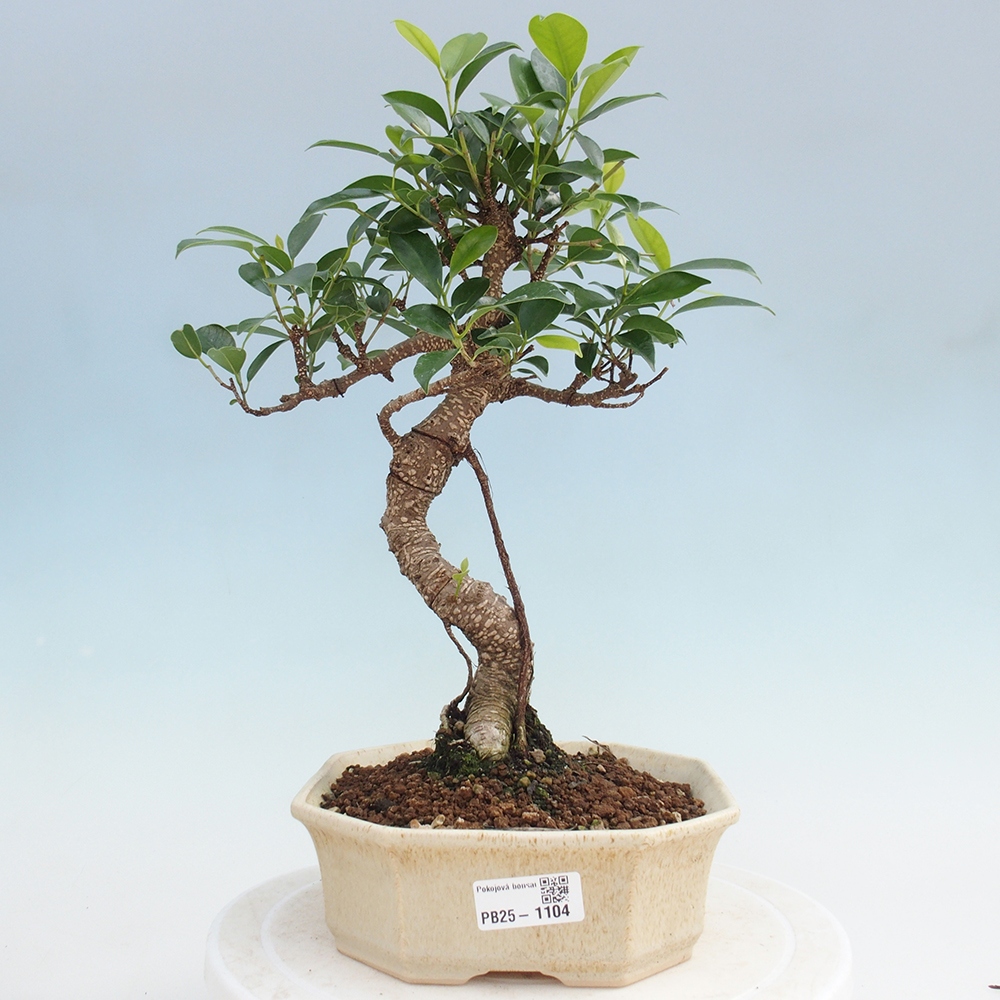 Indoor-Bonsai - Ficus retusa - kleiner Ficus