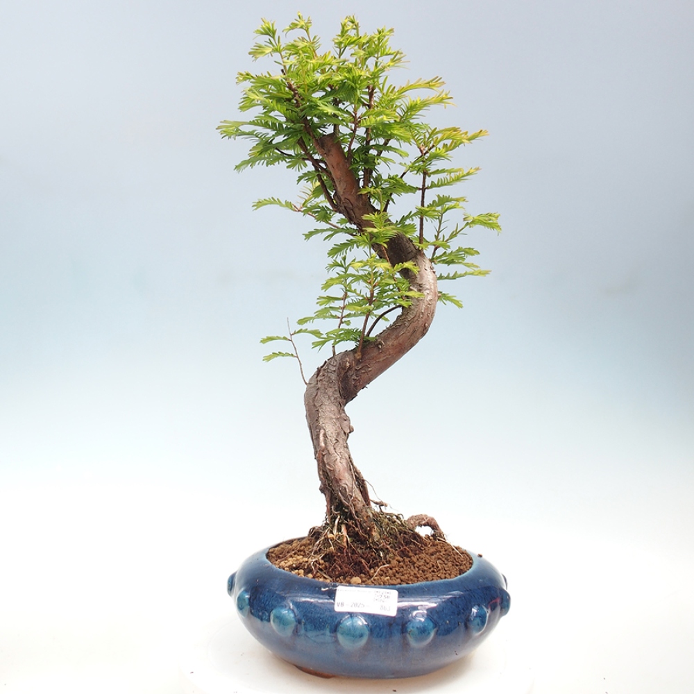 Bonsai im Freien - Metasequoia glyptostroboides - Chinesischer Metasequoia