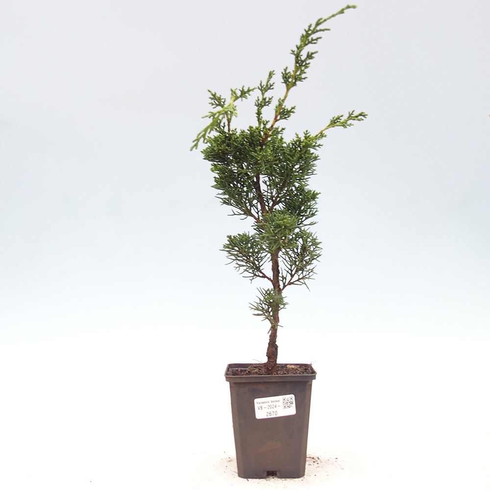 Outdoor-Bonsai - Juniperus chinensis Kishu - Chinesischer Wacholder