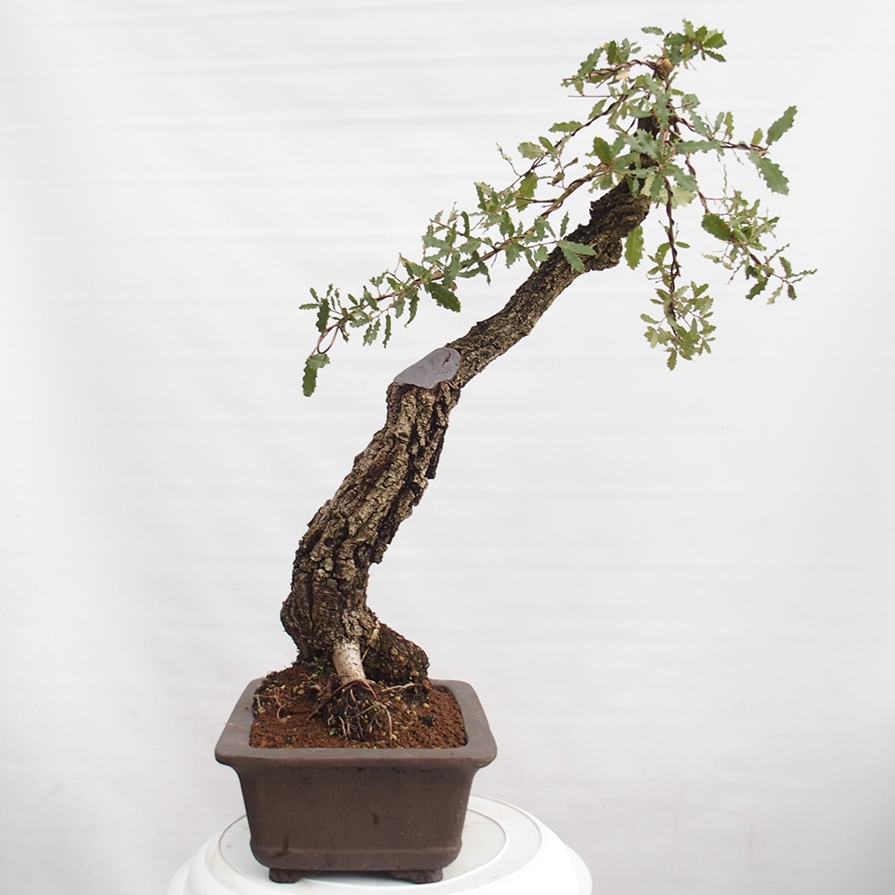 Yamadori - Quercus Ilex - Steineiche
