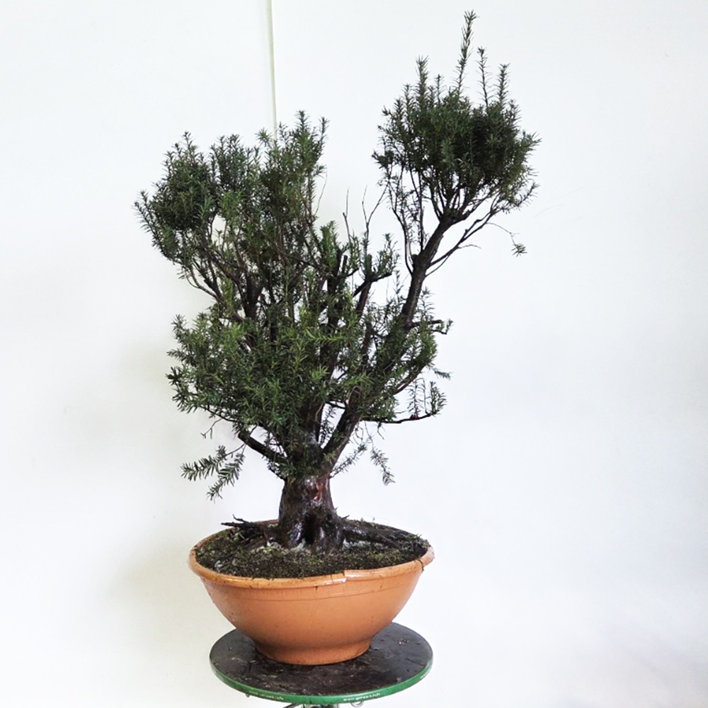Bonsai für draußen Rote Eibe - Taxus bacata