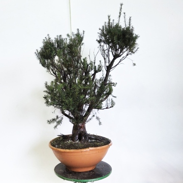 eibe als hecke geeignet Schnitthecke Eibe (Taxus baccata) main image 1
