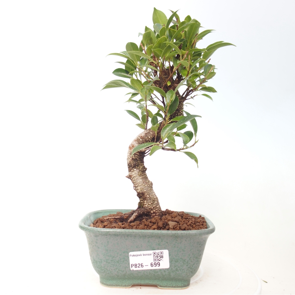 Zimmerbonsai - Ficus retusa - Kleinblättriger Ficus